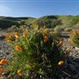 Carnegie State Vehicular Recreation Area (SVRA)