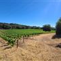 Santa Cruz Mountains/Santa Clara Valley Vineyard/Victorian Location - Gilroy, CA