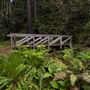 Kruse Rhododendron State National Reserve (SNR)