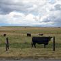 Various Rural Farms And Ranches