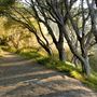Twin Lakes State Beach (SB) / includes Blacks Beach