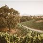Santa Barbara Wine Country
