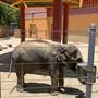 Los Angeles Zoo & Botanical Gardens - LA Zoo