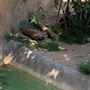 Los Angeles Zoo & Botanical Gardens - LA Zoo