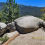 Idyllwild Nature Center - Forest