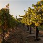 Wiens Cellars