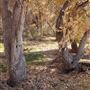 Kemper Campbell Ranch