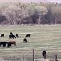 Kemper Campbell Ranch