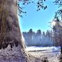 Sequoia and Kings Canyon National Parks & Crystal Cave