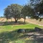 Olive Ranch