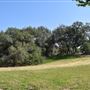 Olive Ranch