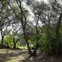 Olive Ranch