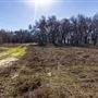 DLX Ranch