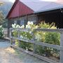 Alpine Ranch