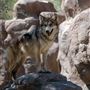 The Living Desert Zoo and Botanical Gardens