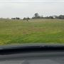 Ratto Ranch