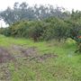 Moody's Middle Mountain Mandarins