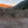 Colvard Ranch / Painted Pony Farm