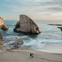 Coast Dairies State Beaches (Bonny Doon State Beach, Shark Fin State Beach, Laguna State Beach & Panther)