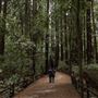 Henry Cowell Redwoods State Park (SP)