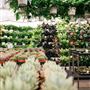 The Original Los Angeles Flower Market