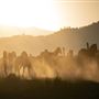Rankin Ranch - California Cattle & Guest Ranch