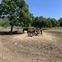 Wild Horse Sanctuary