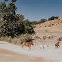 Alisal Ranch
