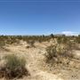 Joshua Tree Barren Landscape