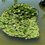 Huntington Library, Art Museum, and Botanical Gardens