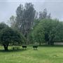 Shasta State Historic Park (SHP)