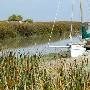 Alviso