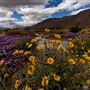 Anza-Borrego Desert State Park (SP)