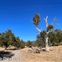Tejon Ranch