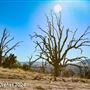 Tejon Ranch