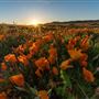 Antelope Valley California Poppy Reserve State Natural Reserve (SNR)
