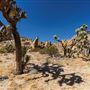 Antelope Valley Indian Museum State Historic Park (SHP)
