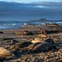 Año  Nuevo State Park (SP)