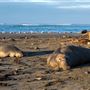 Año  Nuevo State Park (SP)