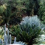 San Diego Botanic Garden