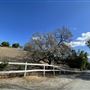 Windrose Ranch