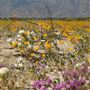 Borrego Springs