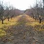Calico Ranch Apple Orchard