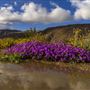 Anza-Borrego Desert State Park (SP)