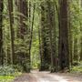 Armstrong Redwoods State Natural Reserve (SNR)