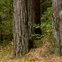 Benbow State Recreation Area (SRA)