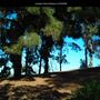 Junipero Serra Museum