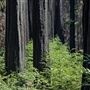 Big Basin Redwoods State Park (SP)
