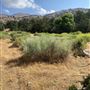 Bufford Ranch, managed by Golden Ranch Estates