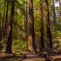 Armstrong Redwoods State Natural Reserve (SNR)